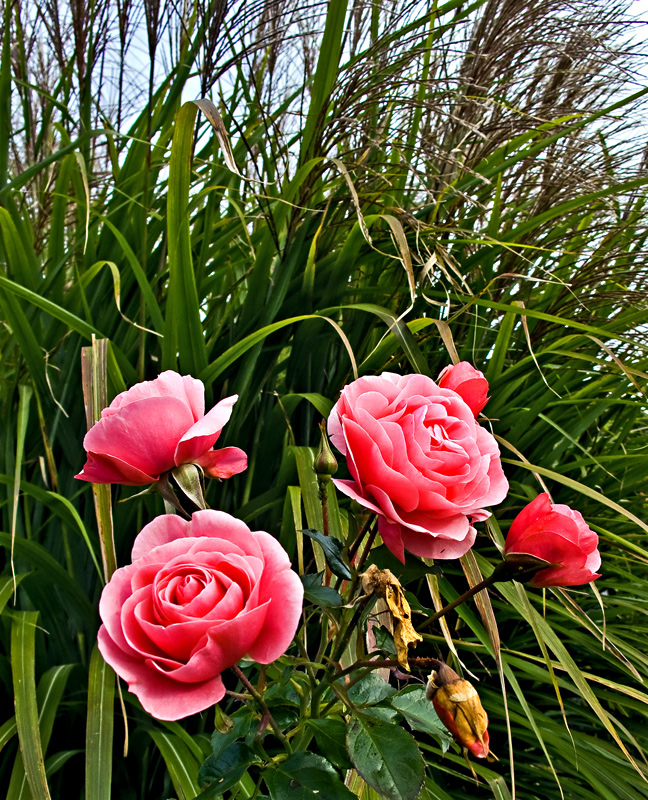 Rosen im Herbst Foto & Bild pflanzen, pilze & flechten, blüten