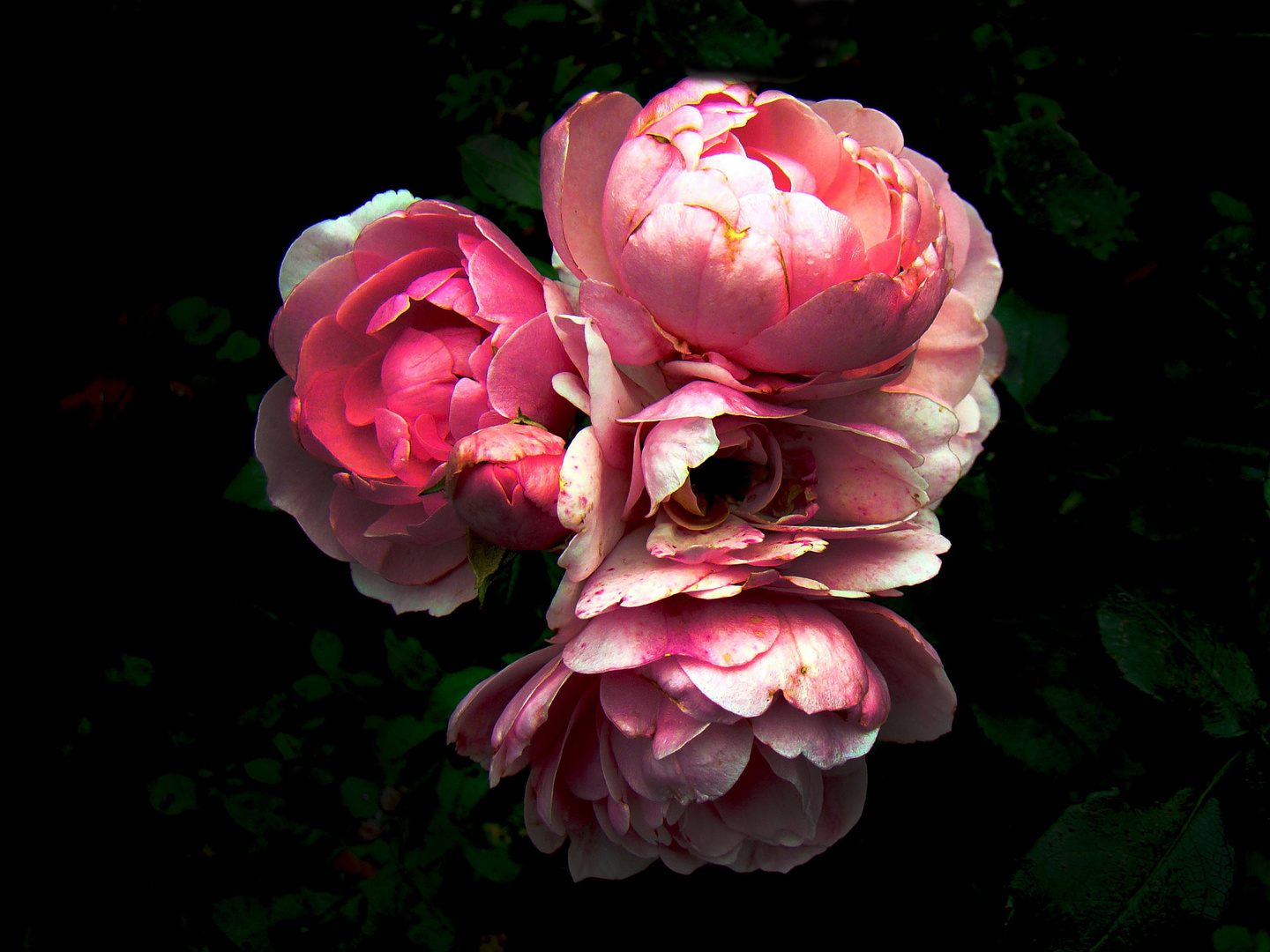 rosen im herbst Foto & Bild pflanzen, pilze & flechten, blüten