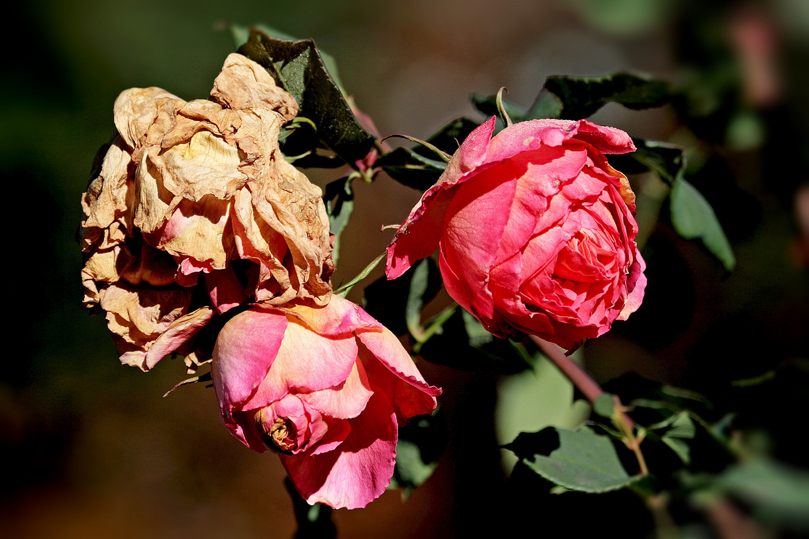 Rosen im Herbst