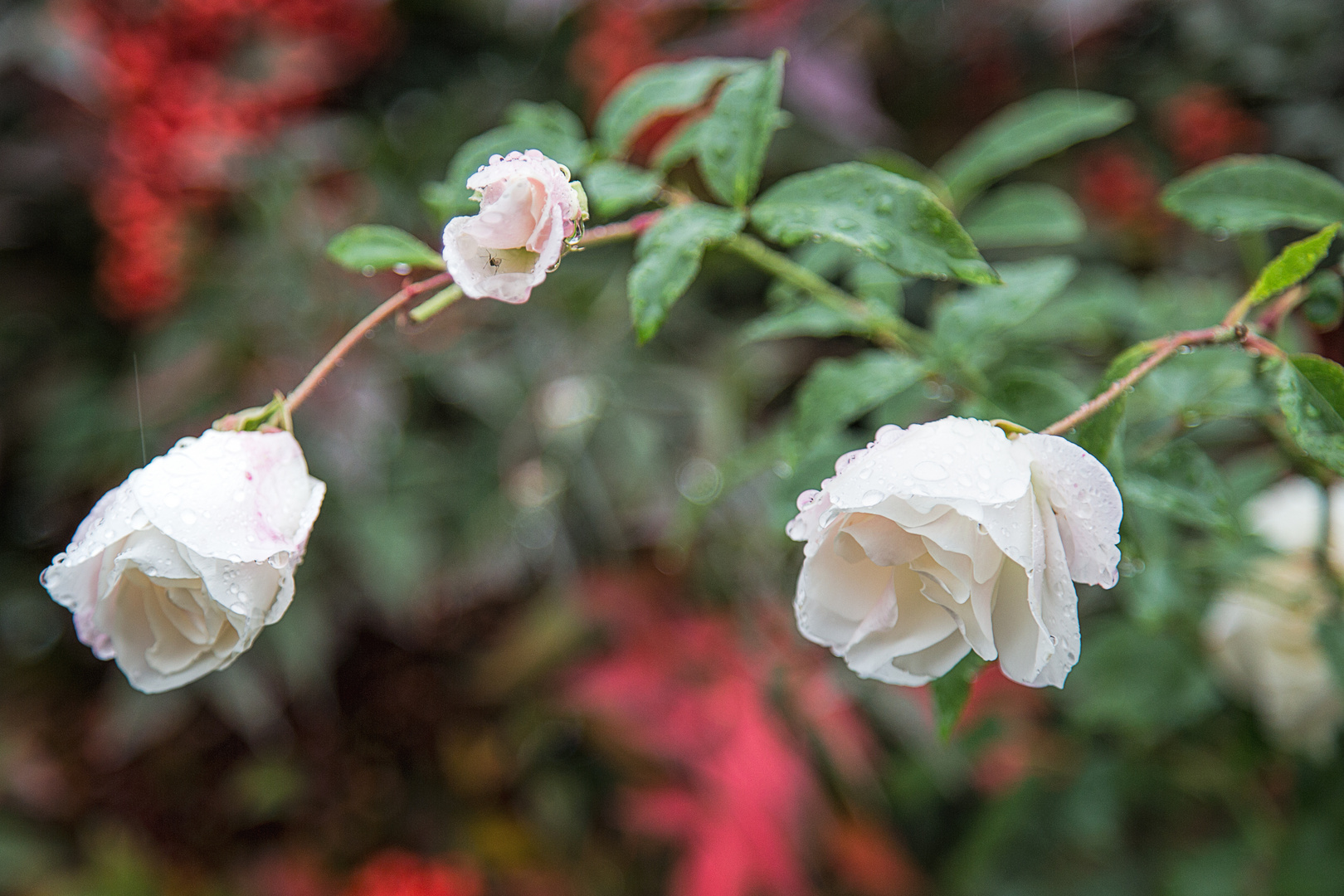 Rosen im Herbst