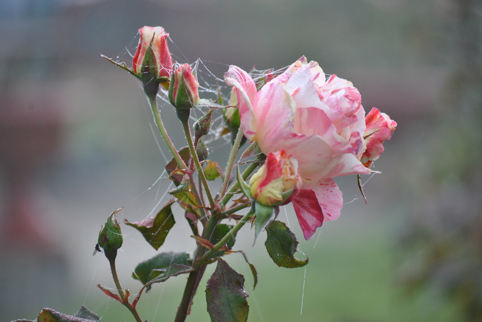 Rosen im Herbst