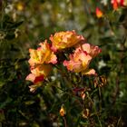 Rosen im Herbst - Loki-Schmidt-Garten in Hamburg