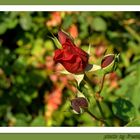 Rosen im Herbstsonnenschein