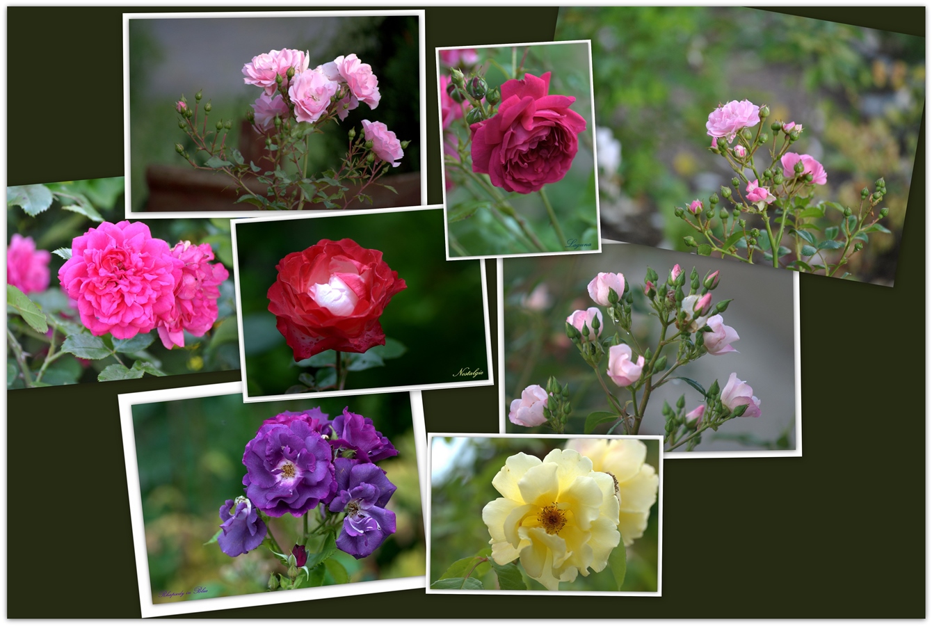 Rosen im Hochsommer