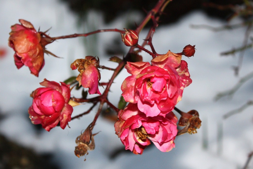 Rosen im Januar!