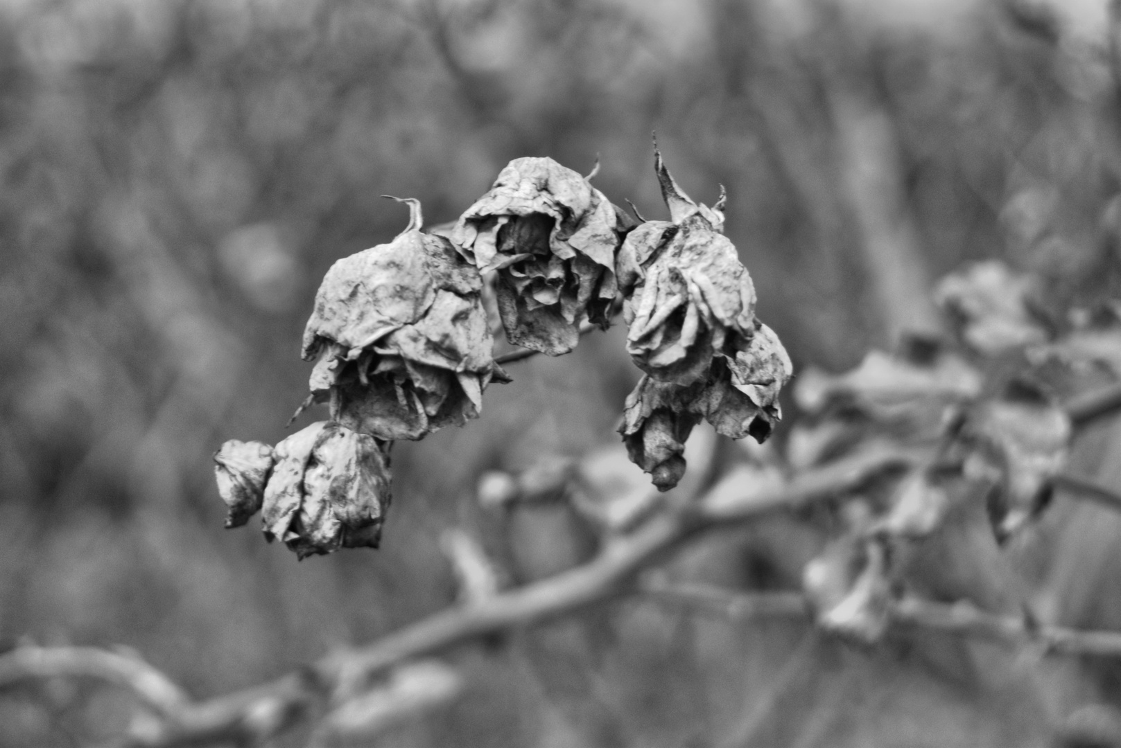 Rosen im Januar