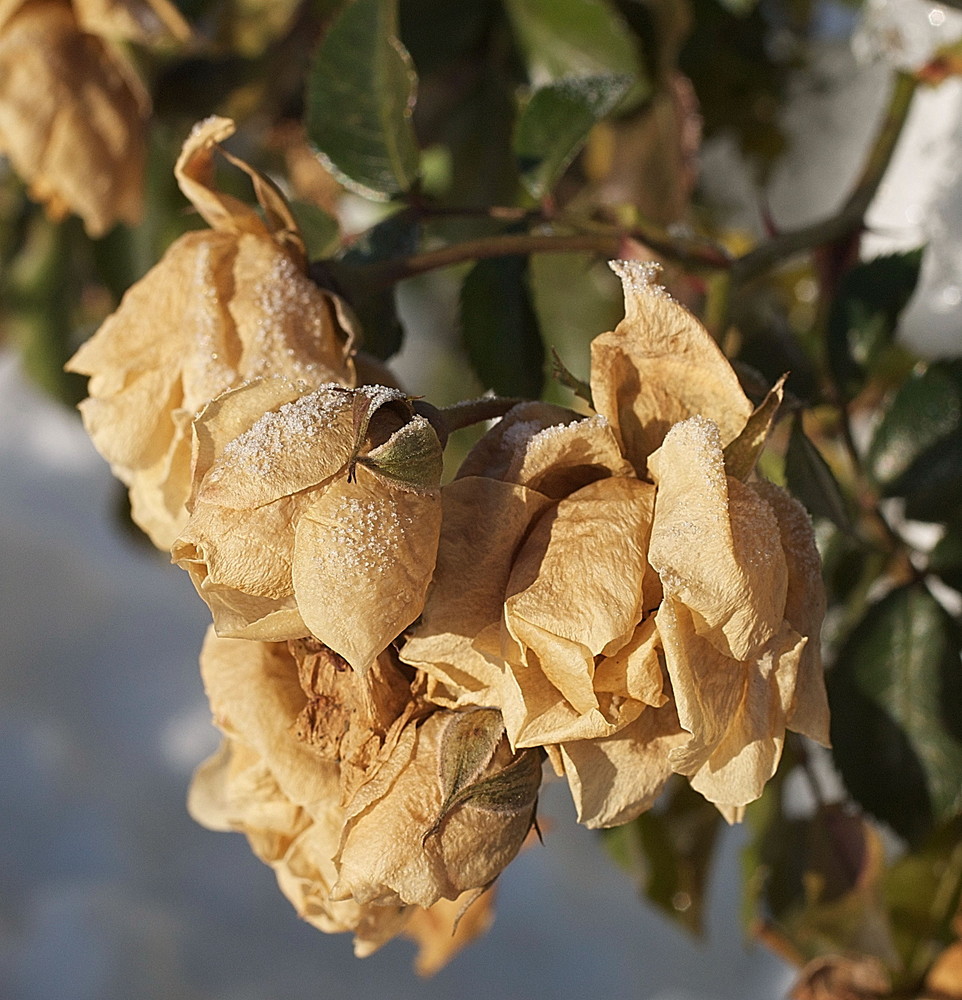 Rosen im Januar