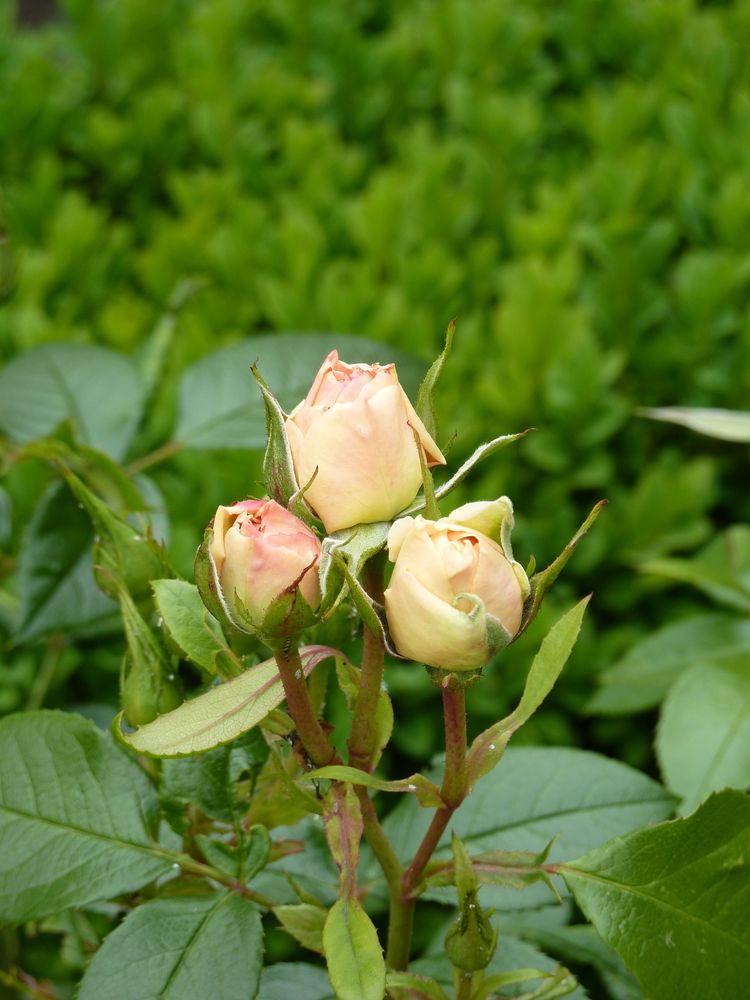 Rosen im Juni