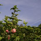 Rosen im Klostergarten, Abtei Marienstatt