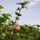 Rosen im Klostergarten 