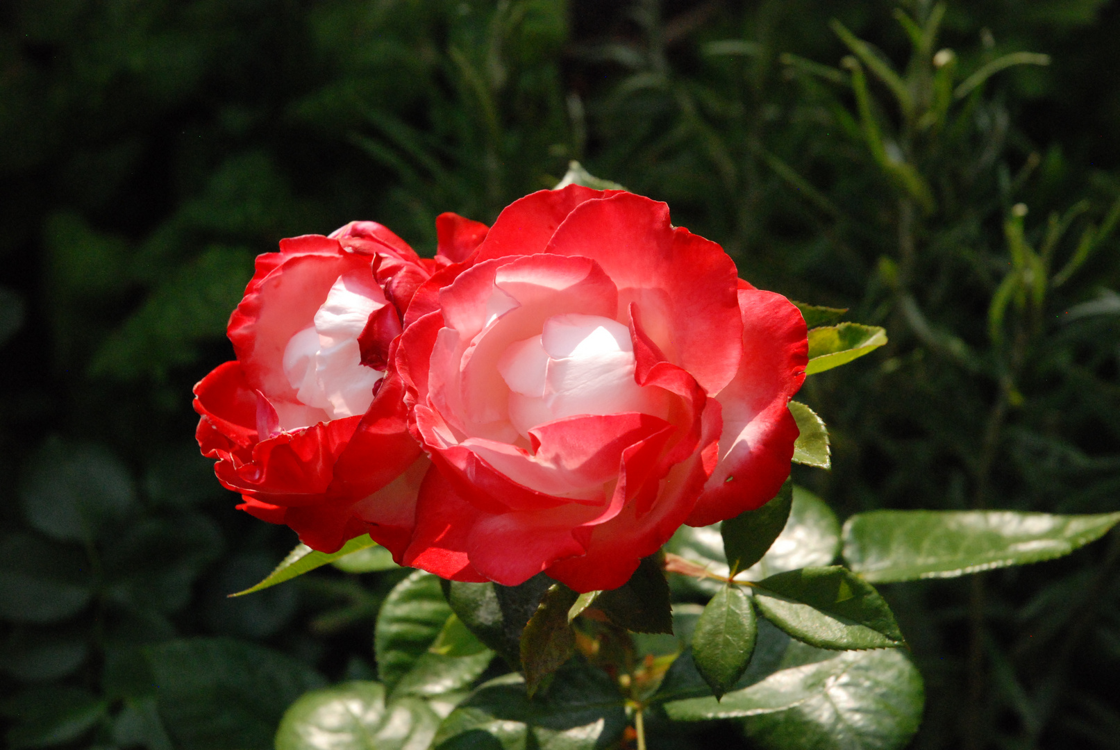 Rosen im Lichtspiel