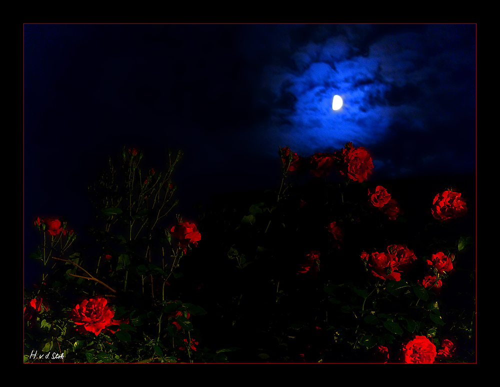 Rosen im Mondlicht