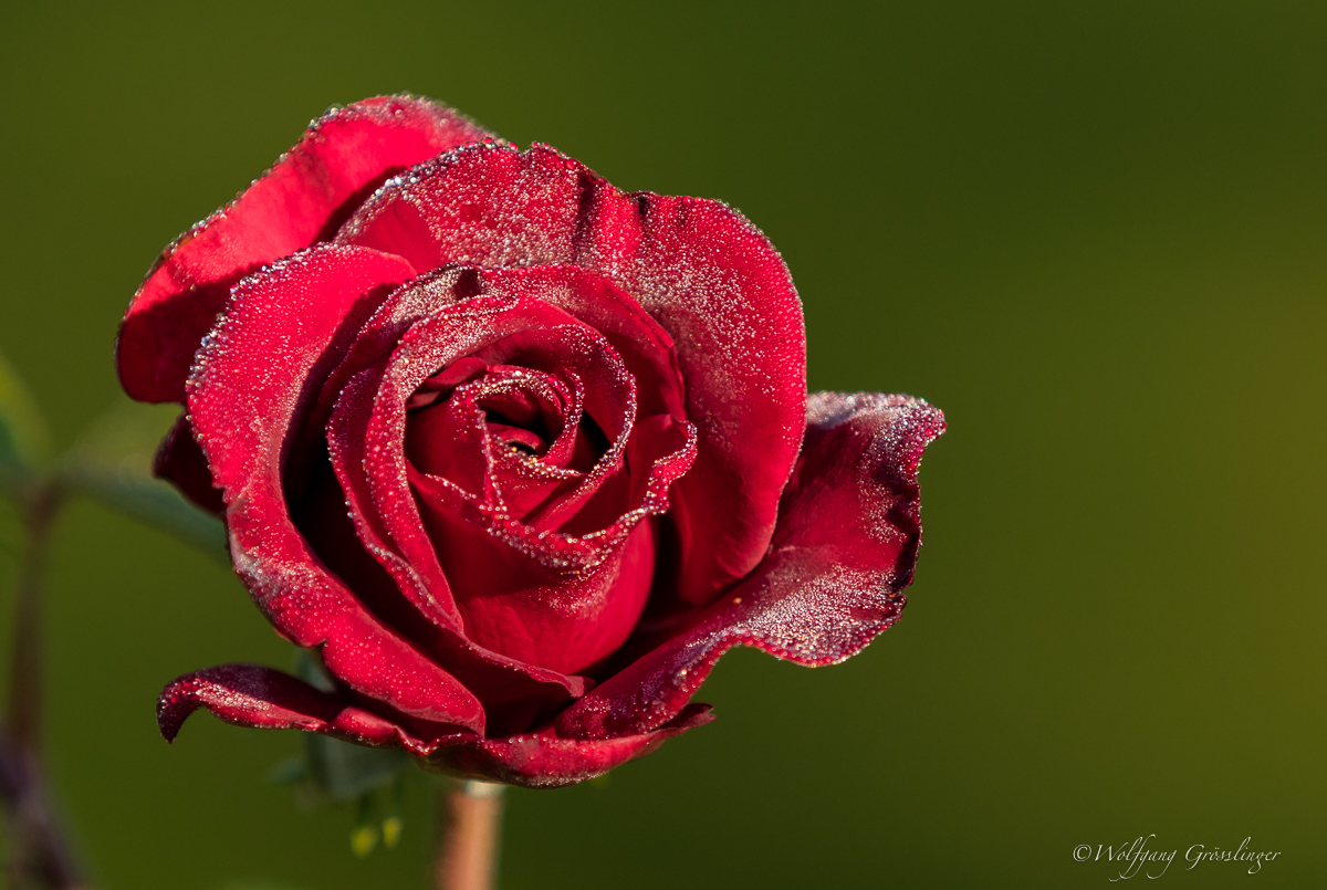 Rosen im Morgentau #2