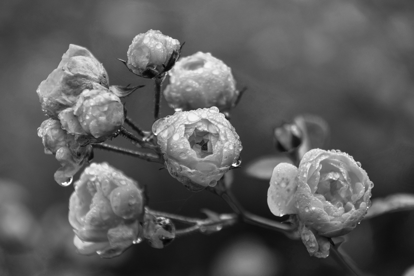 Rosen im Morgentau