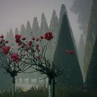 Rosen im Nebel