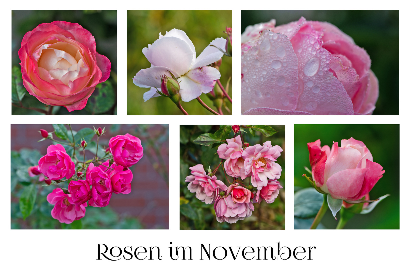 Rosen im November als MiWoBlü