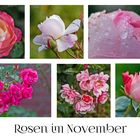 Rosen im November als MiWoBlü