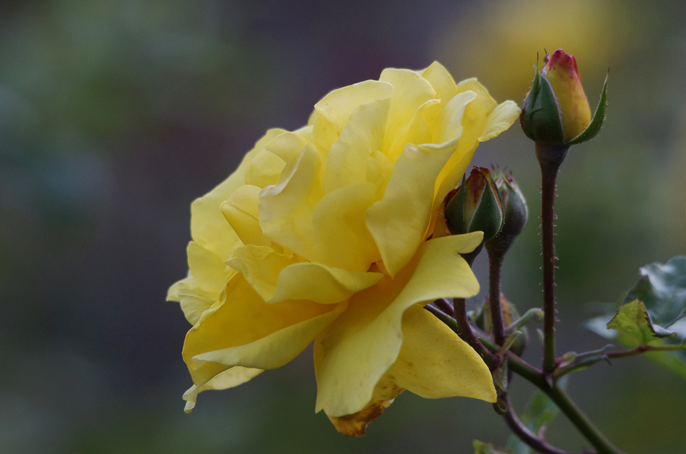 ..Rosen im Oktober 3