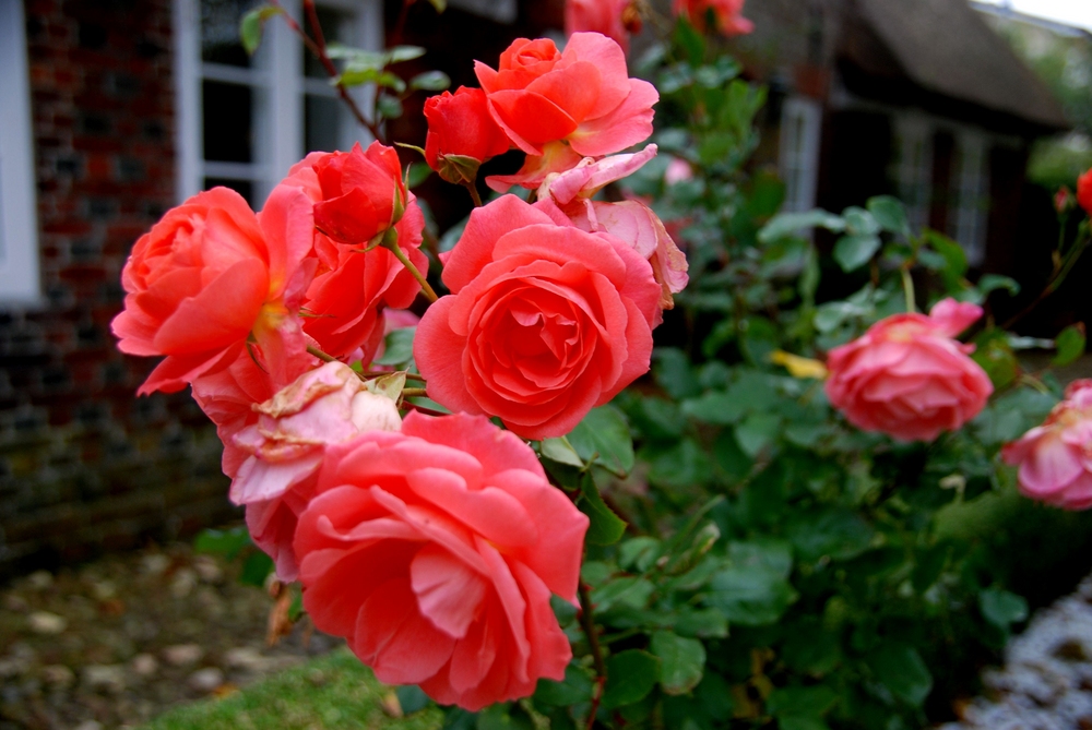 Rosen im Oktober