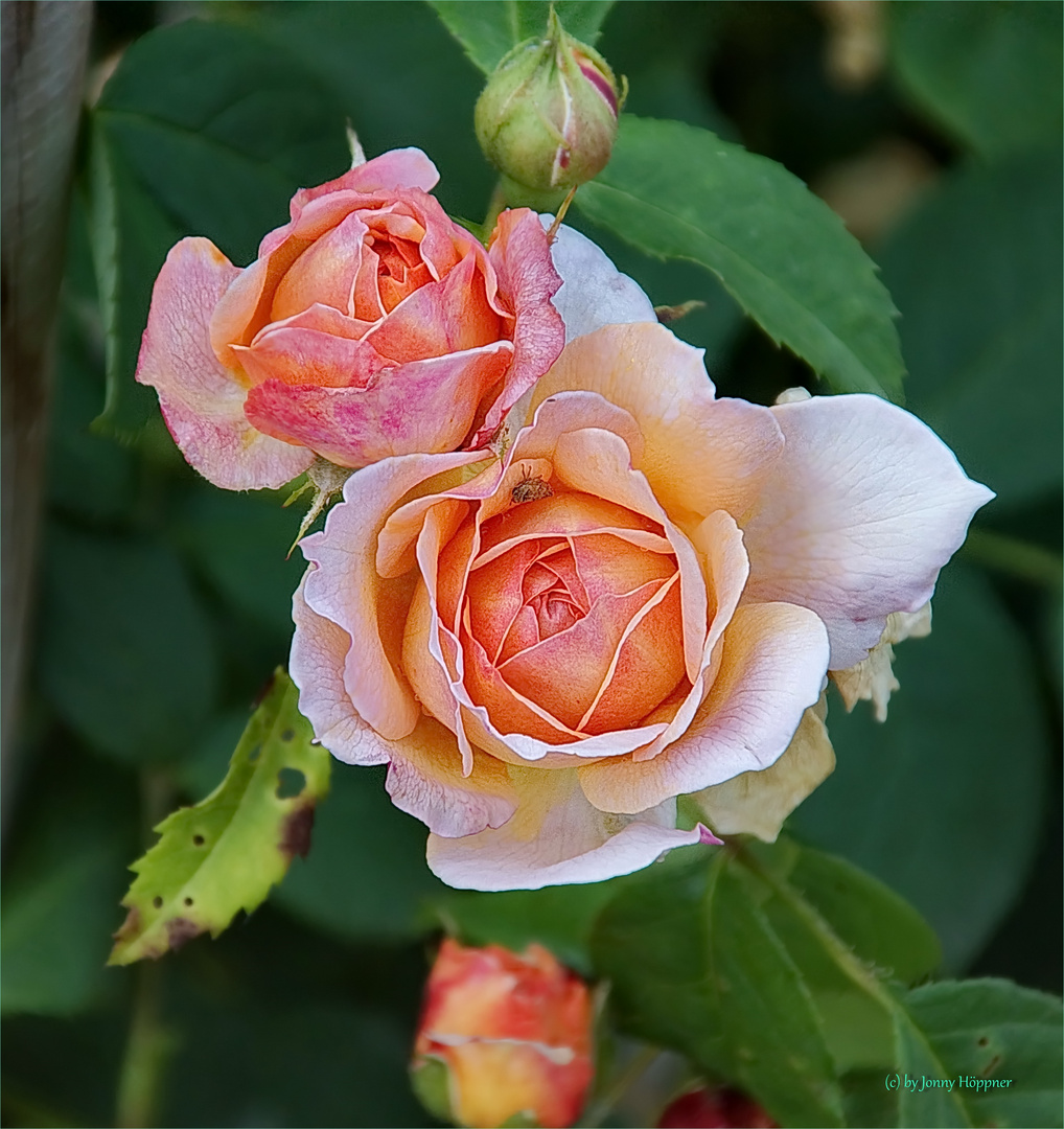 Rosen im Park ,,Gymnicher Mühle``