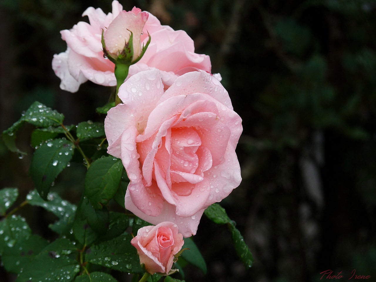 Rosen im Regen 