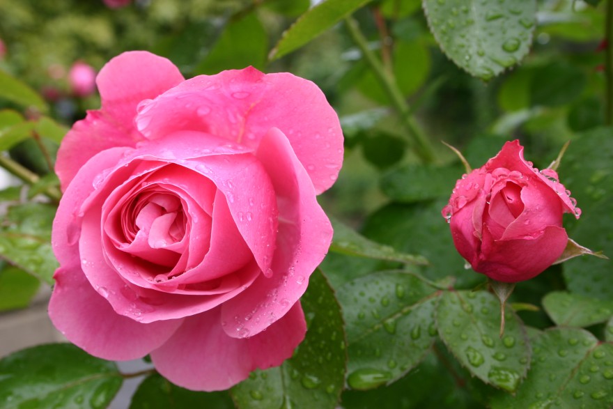 Rosen im Regen