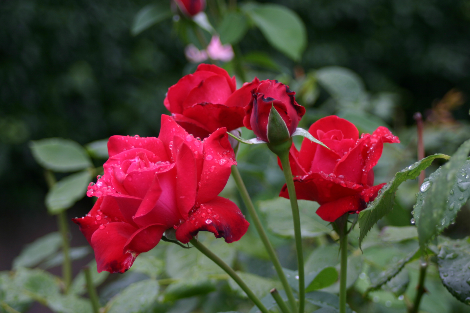 Rosen im Regen