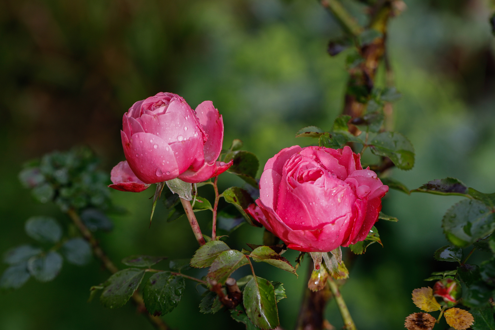 Rosen im Regen