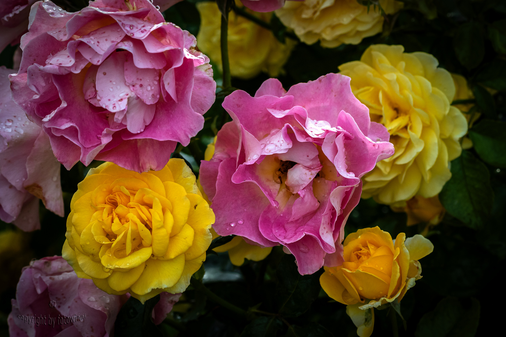 Rosen im Regen