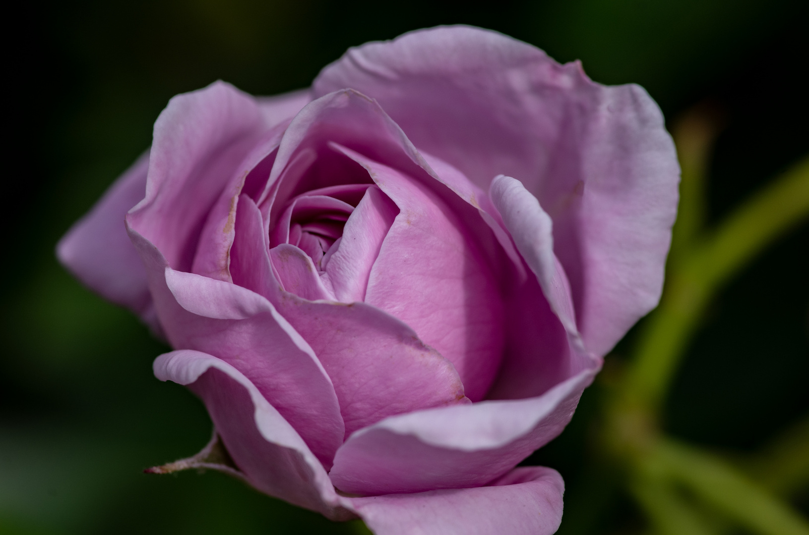 Rosen im Rosengarten in Fürth