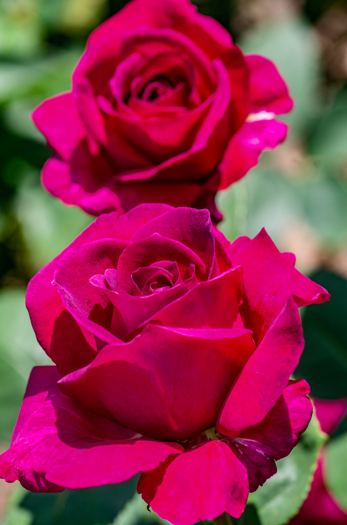 Rosen im Rosengarten in Fürth