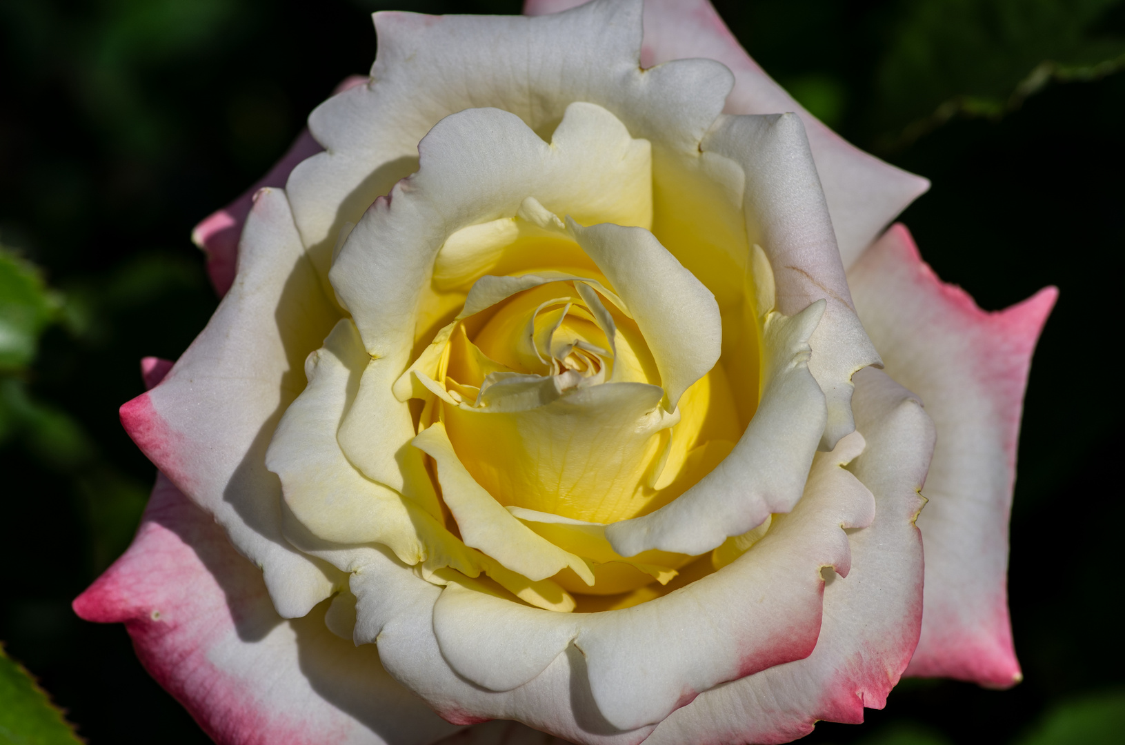 Rosen im Rosengarten in Fürth