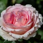 Rosen im Rosengarten in Fürth