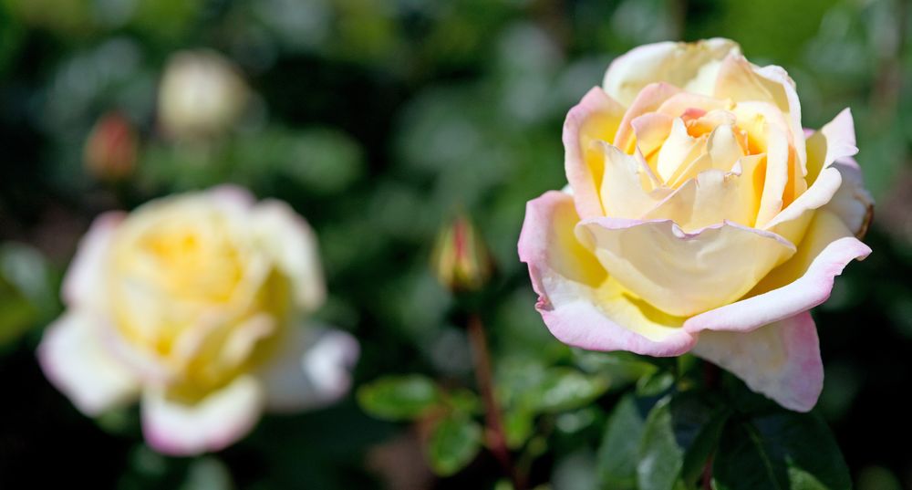 Rosen im Schadaupark