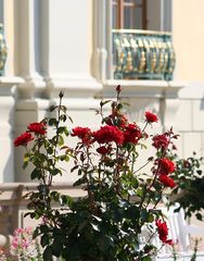 Rosen im Schlossgarten