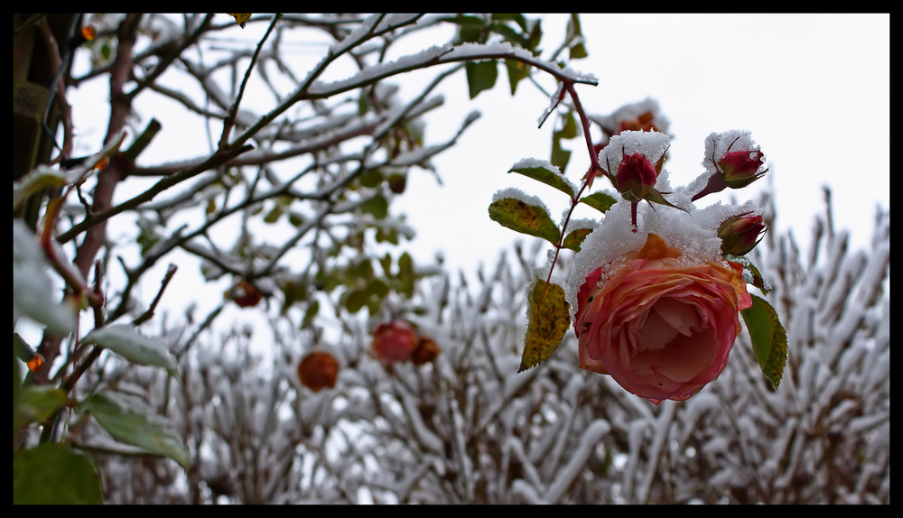 Rosen im Schnee