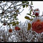 Rosen im Schnee