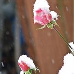 Rosen im Schnee