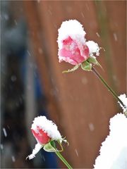 Rosen im Schnee