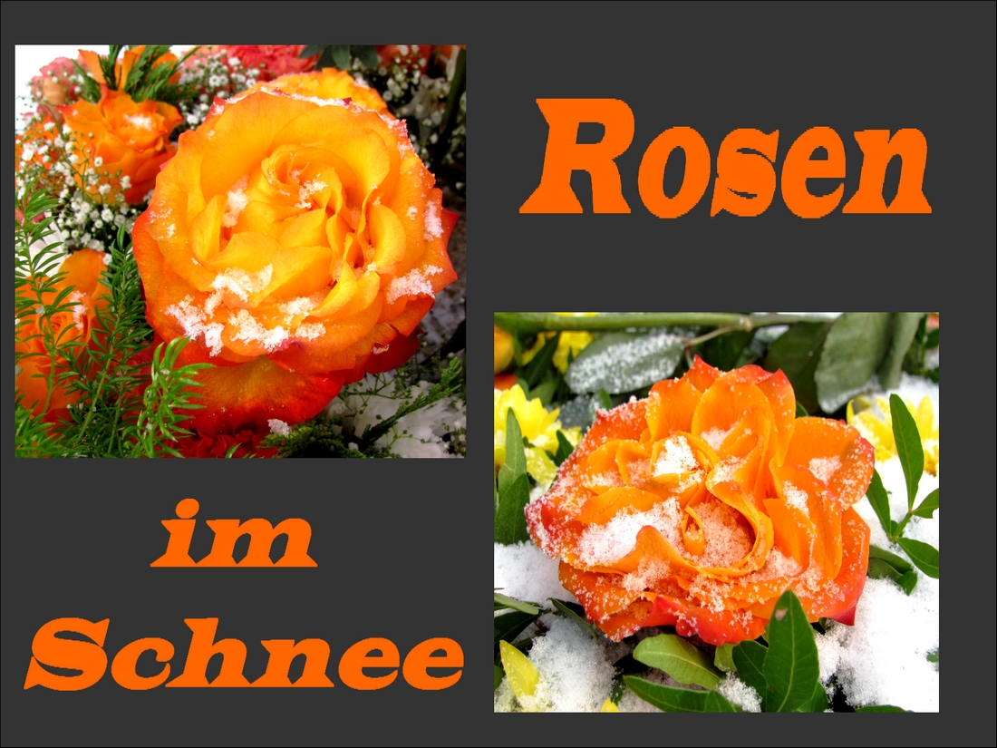 Rosen im Schnee