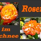 Rosen im Schnee