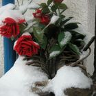 Rosen im Schnee