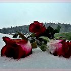 *Rosen im Schnee *