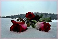 *Rosen im Schnee *