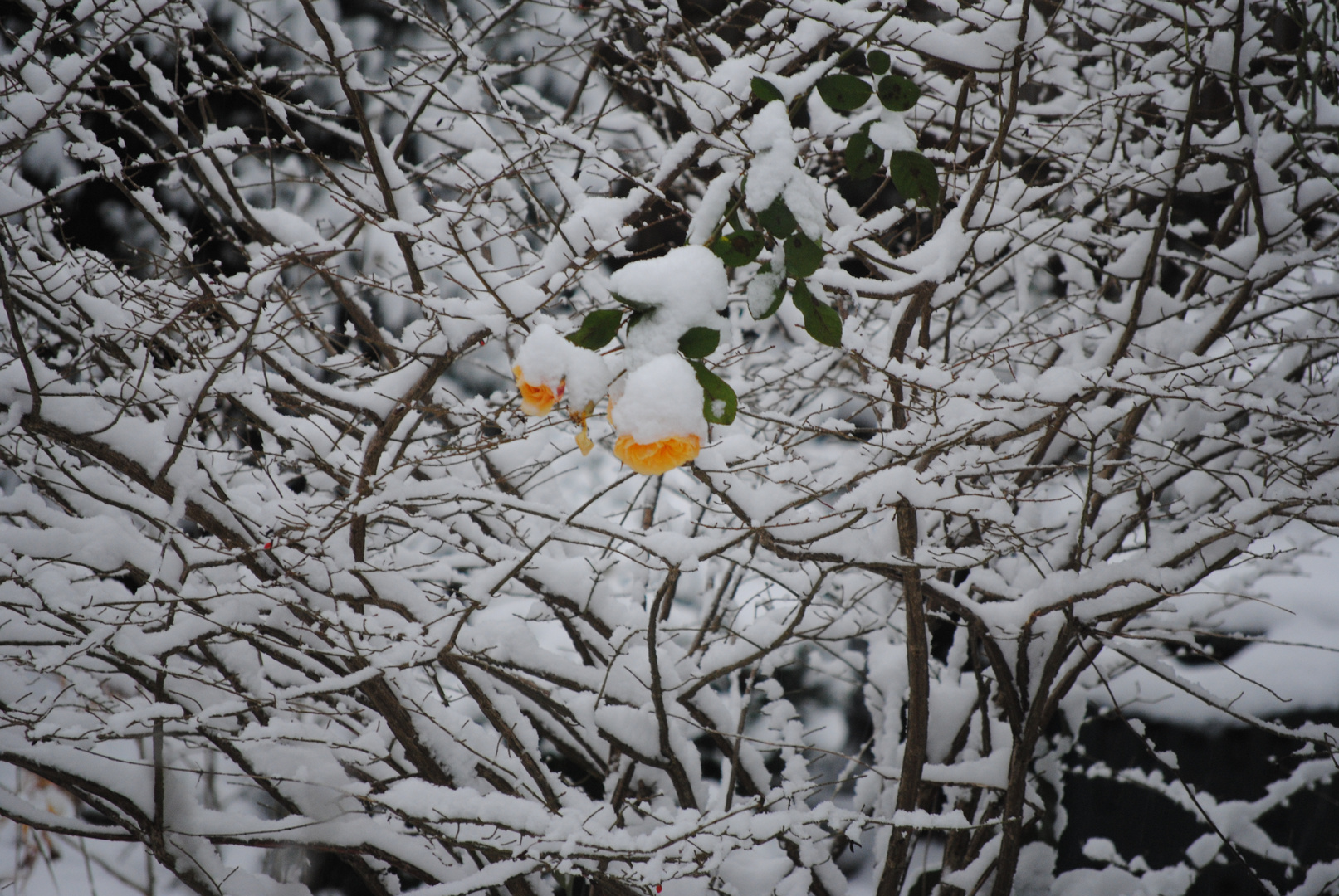 Rosen im Schnee