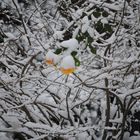 Rosen im Schnee