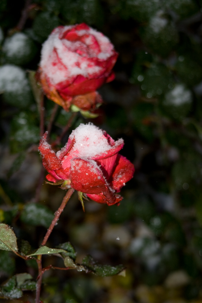 Rosen im Schnee von Marcel Baumeister