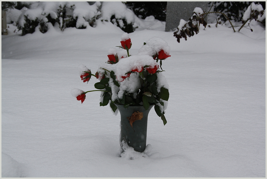 Rosen im Schnee