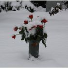 Rosen im Schnee