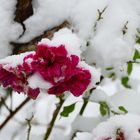 Rosen im Schnee